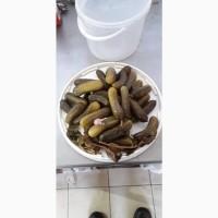Продам огурцы