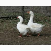 Яйцо инкубационное гусиное