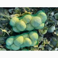 Продам капусту Агрессор