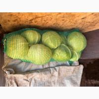 Продам капусту Агрессор