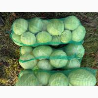 Продам капусту Агрессор