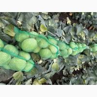 Продам капусту Агрессор