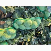 Продам капусту Агрессор