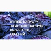 Куплю капусту краснокочанную