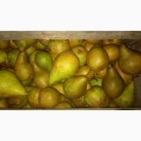 Продам груші різних сортів