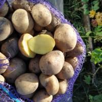 Продам товарну і насіннєву картоплю сорту Гала