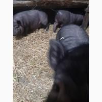 Продам вєтнамські поросятка