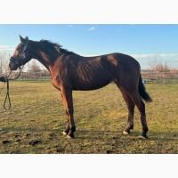 Лошадь, кобыла, конь