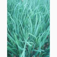 Продам цибулю зелену перо