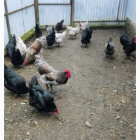 Ікубаційне яйце Джерсіймького гіганта