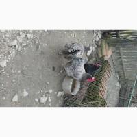 Ікубаційне яйце Джерсіймького гіганта