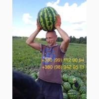 Продам солодкий кавун з поля. Опт