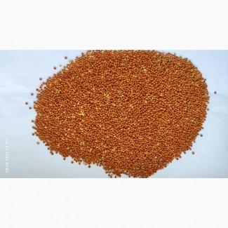 Продам просо червоне (Panicum miliaceum)- 500т. с/г виробник. (Пестицидами не обробляли)