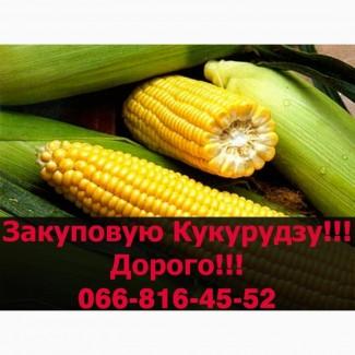 Куплю на постійній основі кукурудзу!Оплата на Вагах!Є зберіганнята сушка