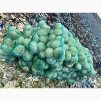 Продам капусту Агрессор зимний сорт