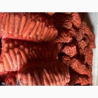 Продам велику моркву