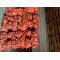 Продам велику моркву