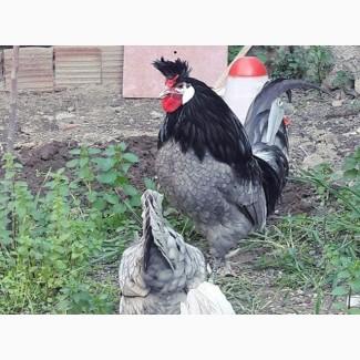 Інкубаційне яйце. Курчата, Аппенцеллер блакитні, лимон, чорні