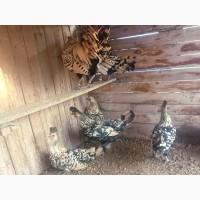 Інкубаційне яйце. Курчата, Аппенцеллер блакитні, лимон, чорні