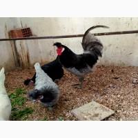 Інкубаційне яйце. Курчата, Аппенцеллер блакитні, лимон, чорні