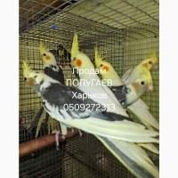 Пвпуги корели в наявності
