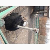 ТЕРМІНОВО продам Африканські страуси 2 самки та 2 самці