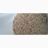 Продам кабакове гарбузове насіння