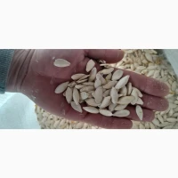 Продам кабакове гарбузове насіння