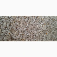 Продам кабакове гарбузове насіння