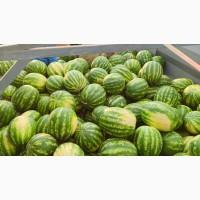 Продаємо кавуни та дині
