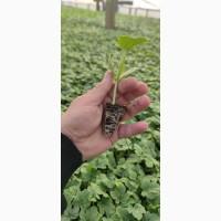 Продаємо кавуни та дині