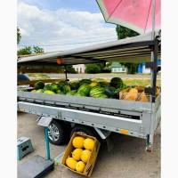 Продаємо кавуни та дині