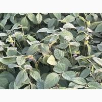 Насіння сої Муза, еліта (без ГМО)