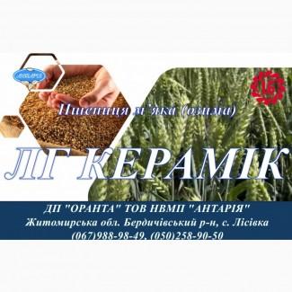 Насіння озимої пшениці ЛГ КЕРАМІК (СН, перша)