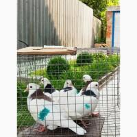 Продам пермских гривунов