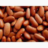 Сортова квасоля від виробника - понад 20 перевірених сортів у наявності