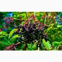 Куплю бузину – Фастів | Прийом бузини від 5 тонн у Київській області