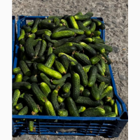 Продам польовий огірок 6-12 см