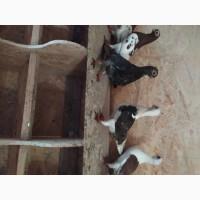 Продам короткодзьобі голуби, Житомирська обл