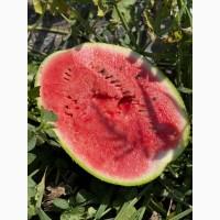 Арбуз опт
