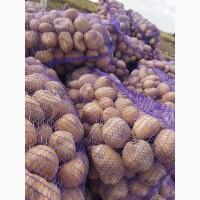 Продам товарну картоплю сорт Арізона