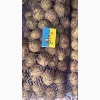 Насіннєва картопля Саншайн Одеська область купити з доставкою, роздріб від 10 кг