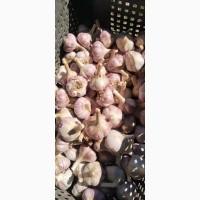 Продам товарный чеснок сорт Любаша