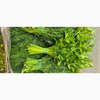 Кріп, петрушка