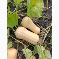 Продам гарбуз сорт Матільда