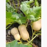 Продам гарбуз сорт Матільда