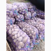 Продам товарну картоплю сорт бела роса