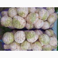 Продам корінь селери