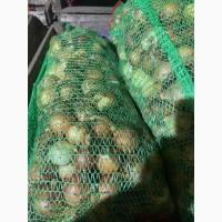 Продам лук продовольственный от производителя с 10 тонн