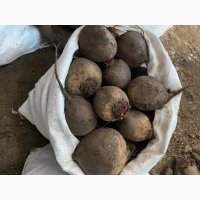 Продам буряк гарної якості. Круглий від 5-12 та є довгий(целиндер) від 4-10